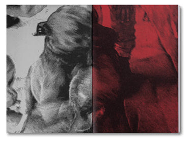 Unleashing Amores Perros - Fernando Llanos