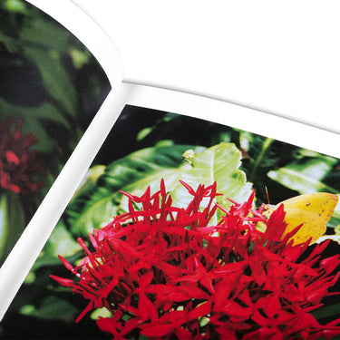 Bounty - Steve McQueen