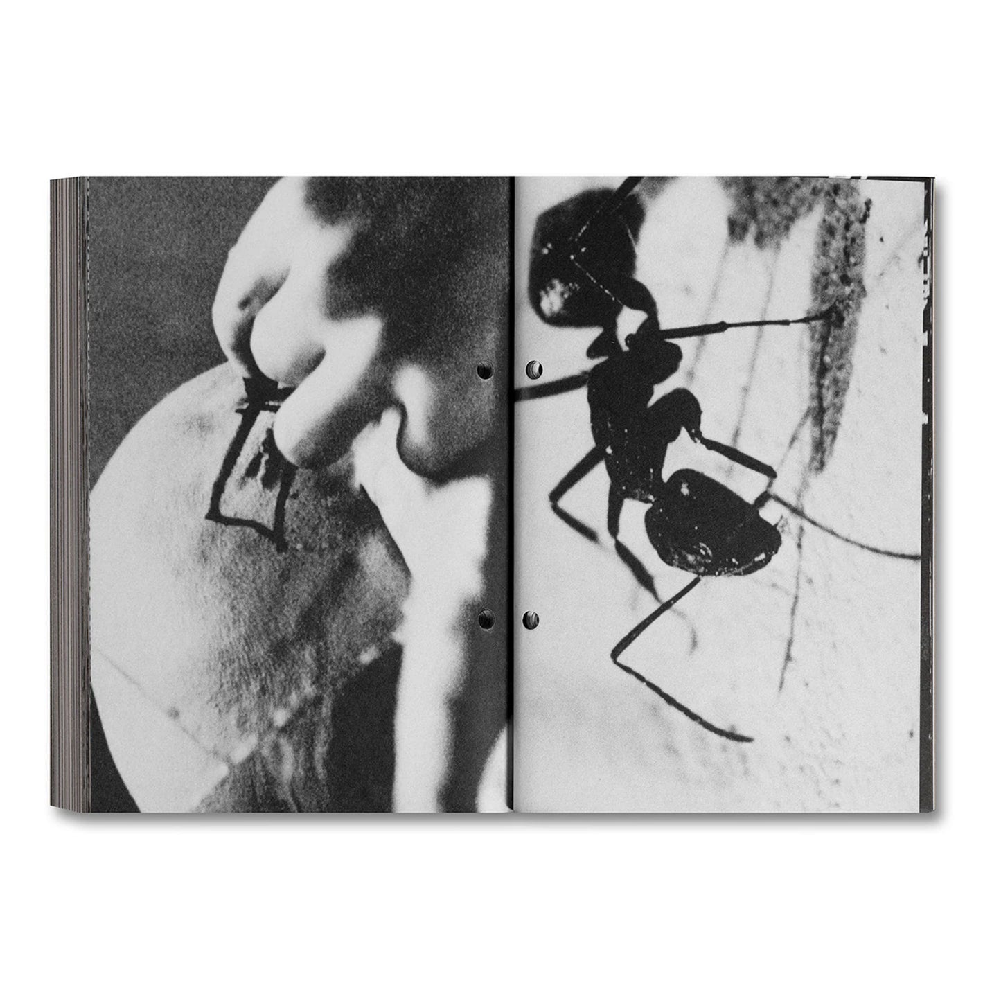 Pi: The Guerilla Diaries