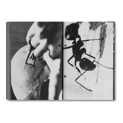 Pi: The Guerilla Diaries